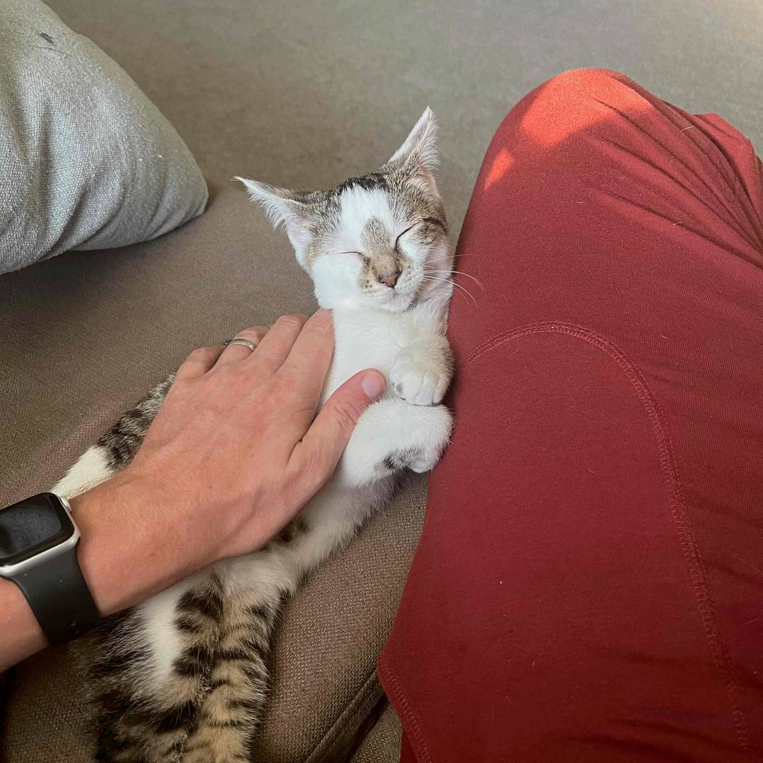 Kitten falling asleep part 2