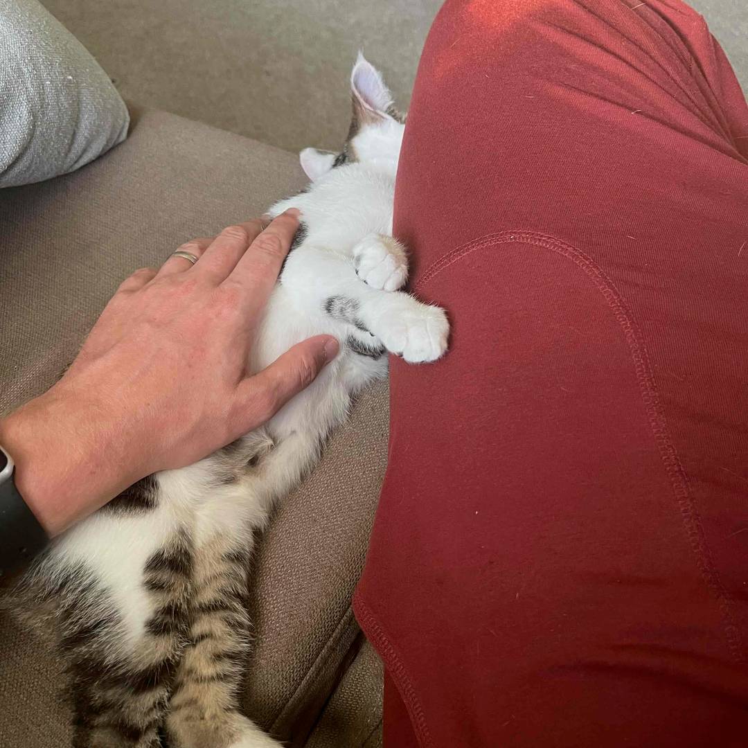 Kitten falling asleep part 4