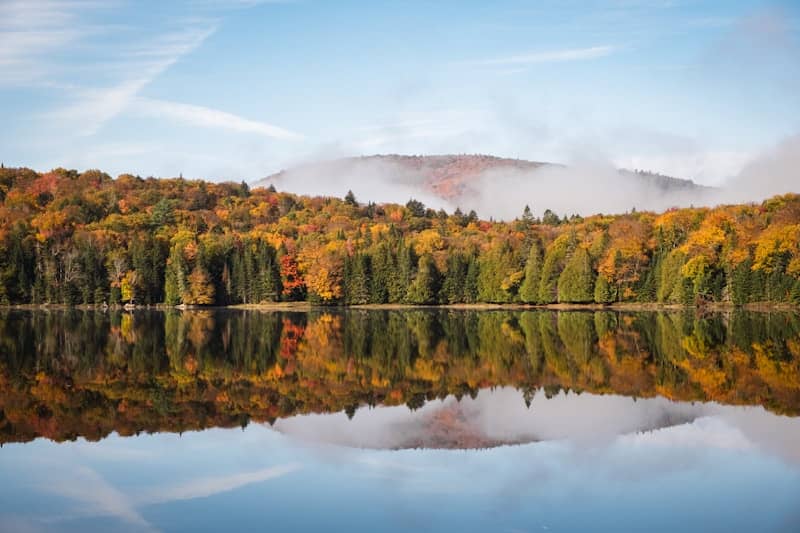 A body of water surrounded by a forest
