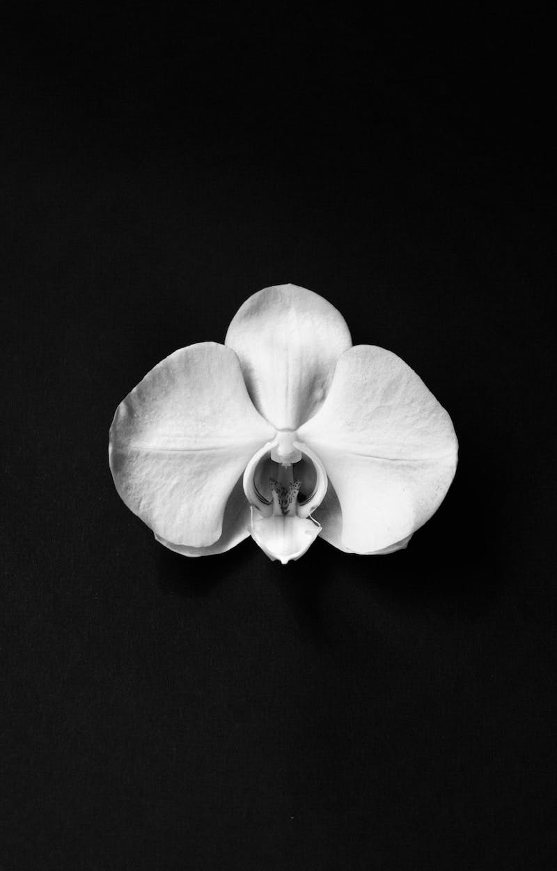 white flower on black surface