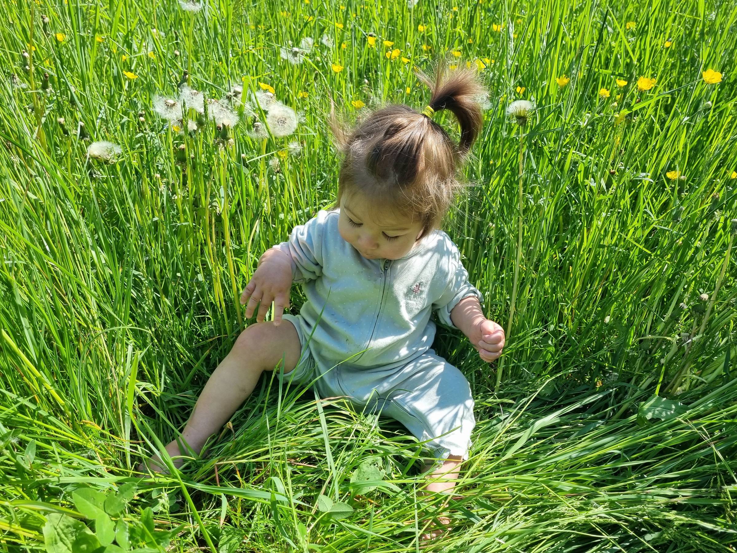 Cleo playing with dandelions