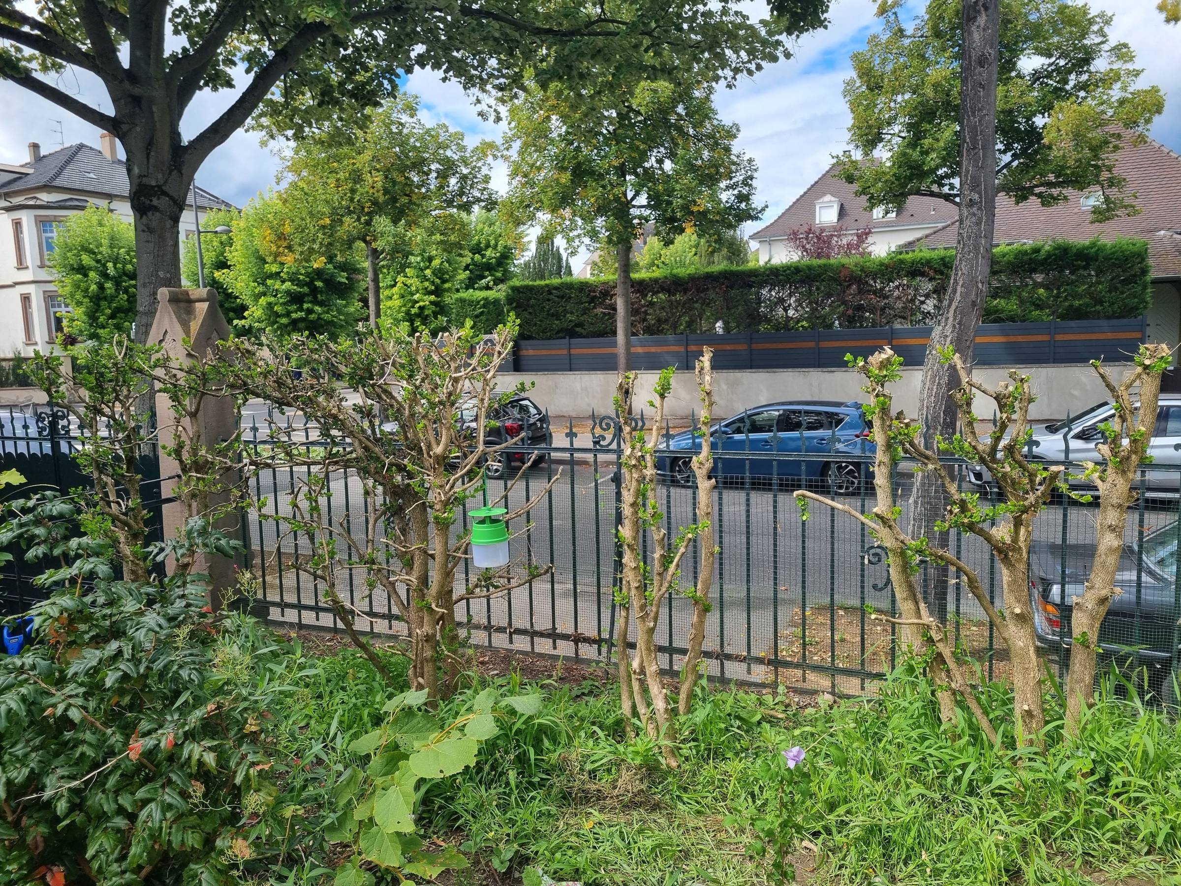 The bushes I pruned today. Hopefully it's not too much
