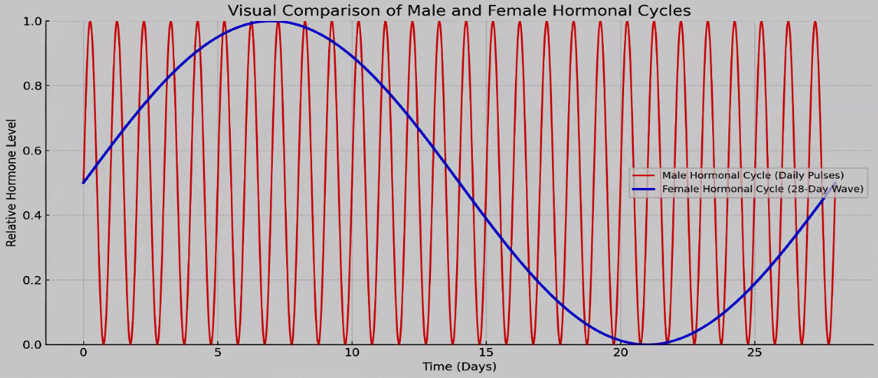 Male vs Female Hormones