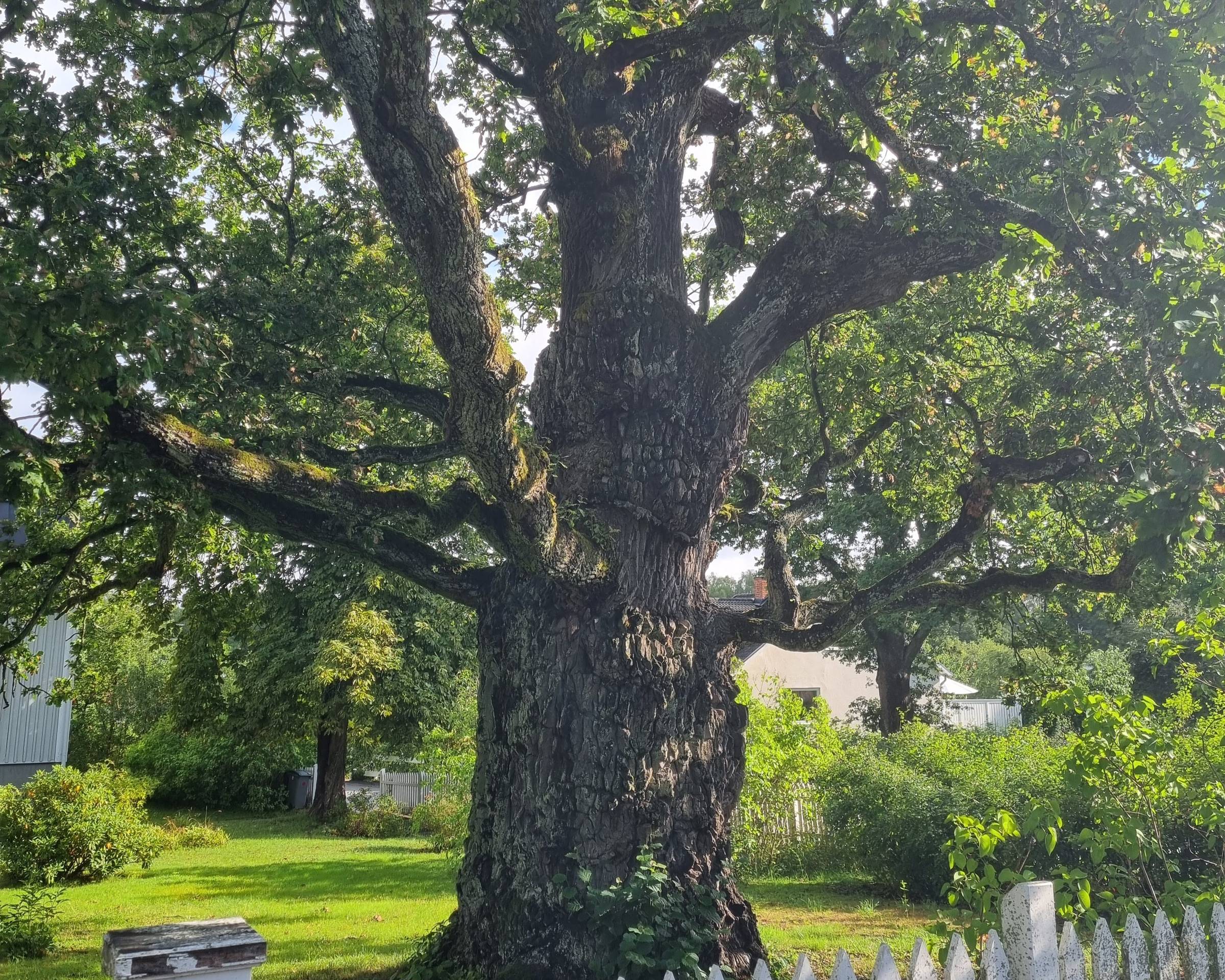 A very rooted tree I spotted on a morning walk with Cléo here in Sweden