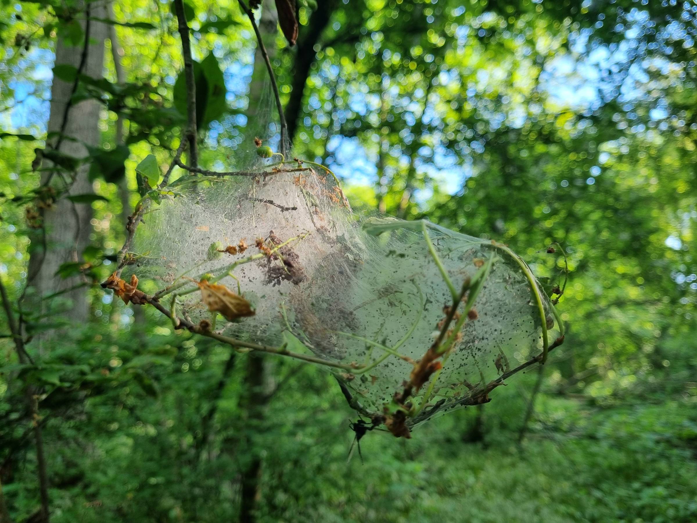 A web of thoughts