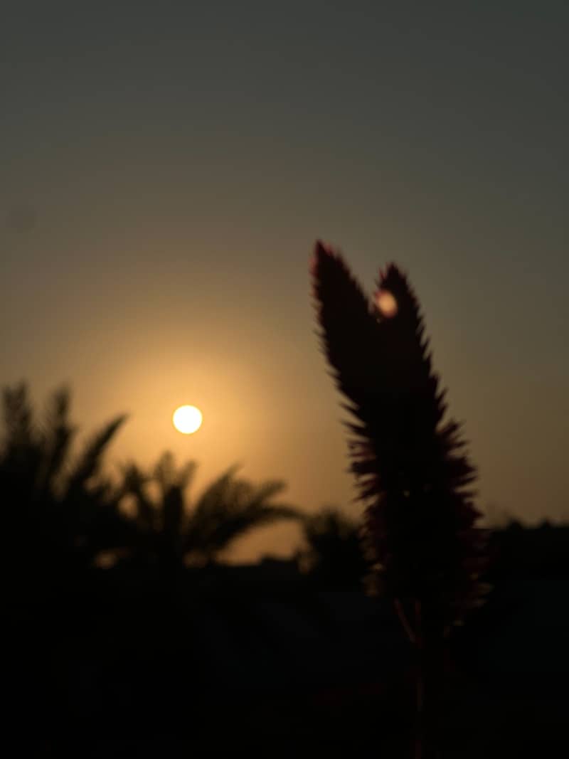 Silhouette of a plant against a sunset