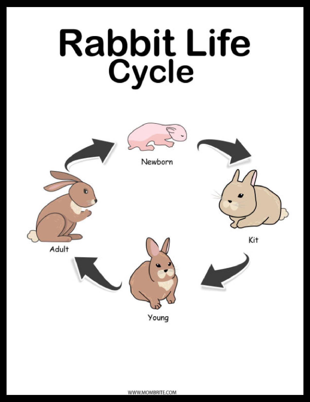 Free Rabbit Life Cycle Worksheets