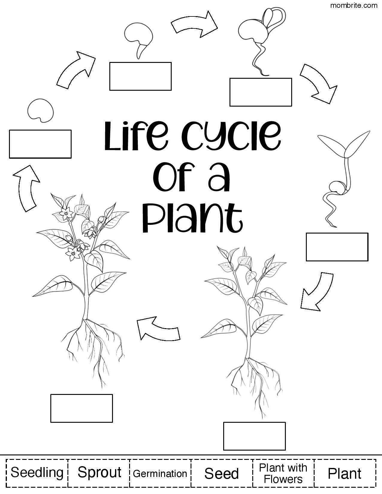 life cycle of a flowering plant diagram for kids