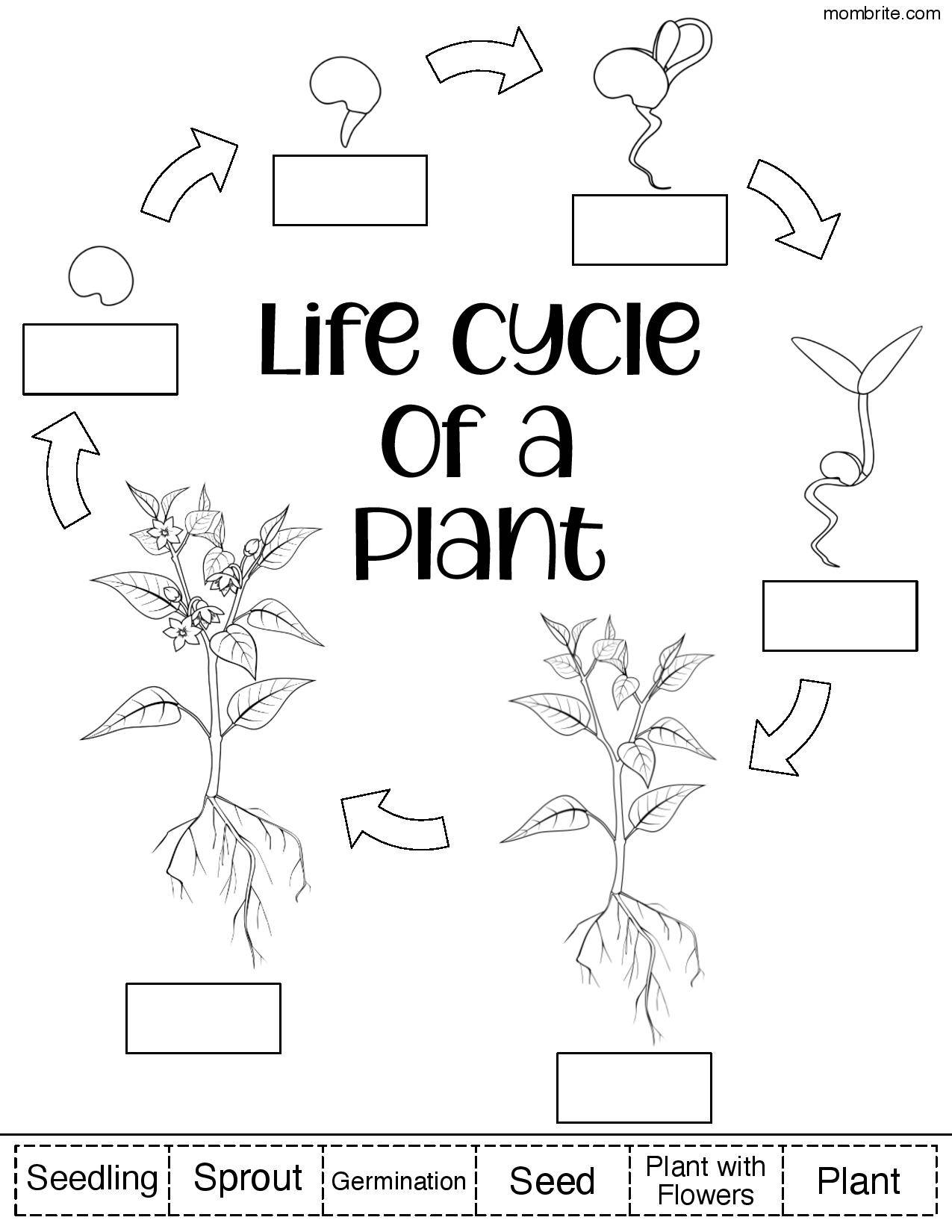 Free Plant Life Cycle Worksheets
