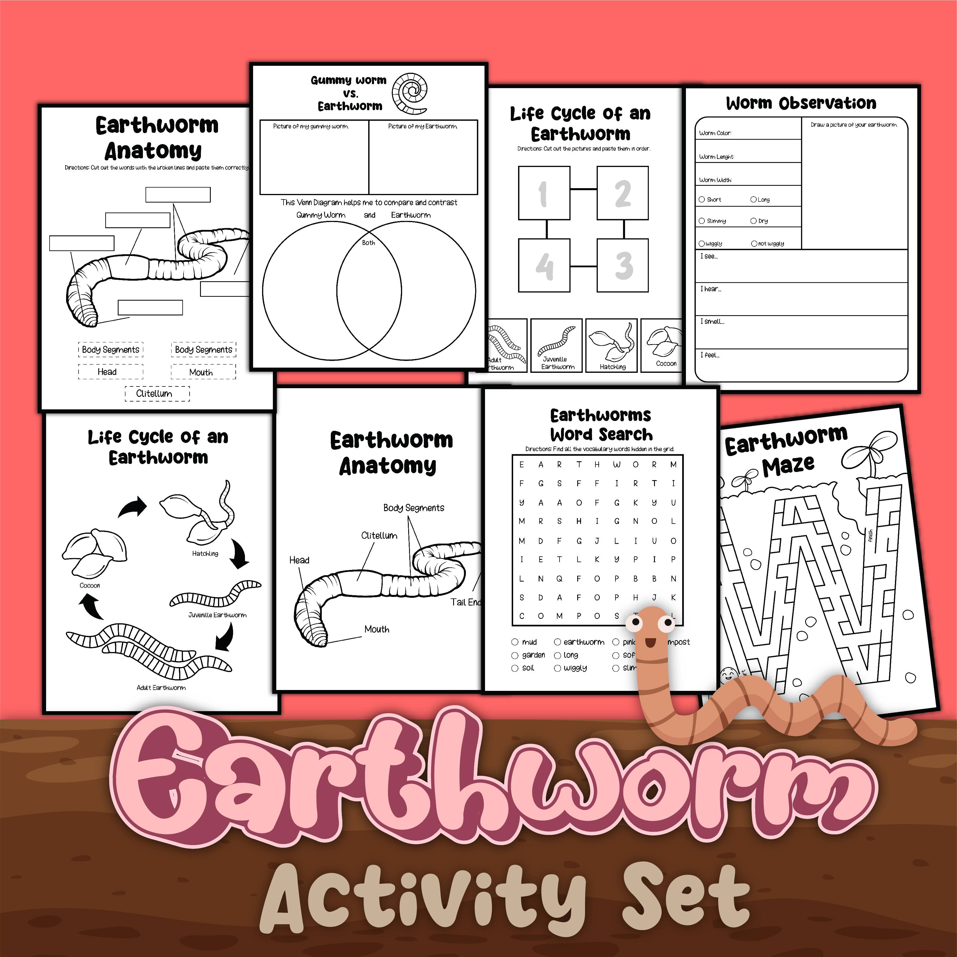 Free Earthworm Life Cycle Worksheets