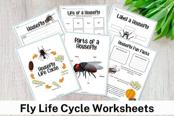 Free Life Cycle of Fly Worksheets