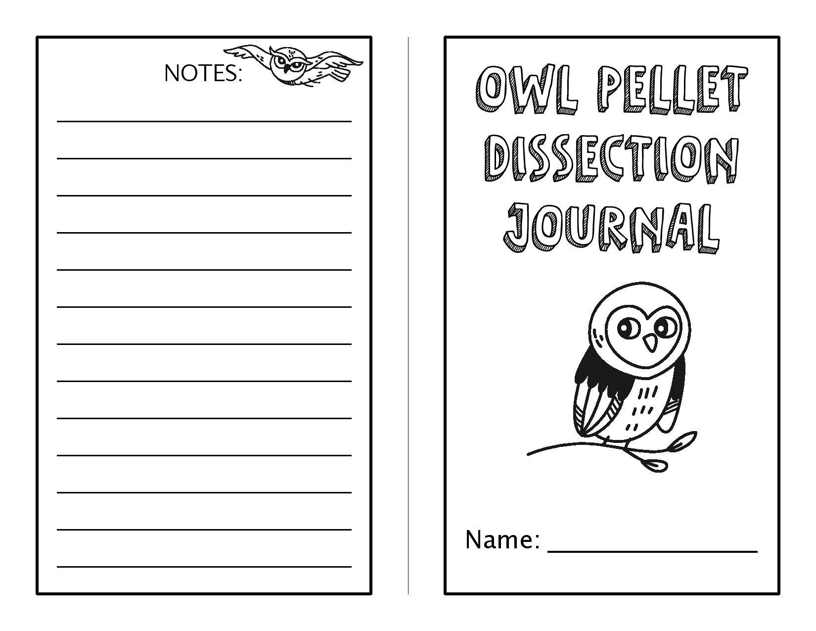 How to do your own Owl Pellet Dissection {Printable Included} 