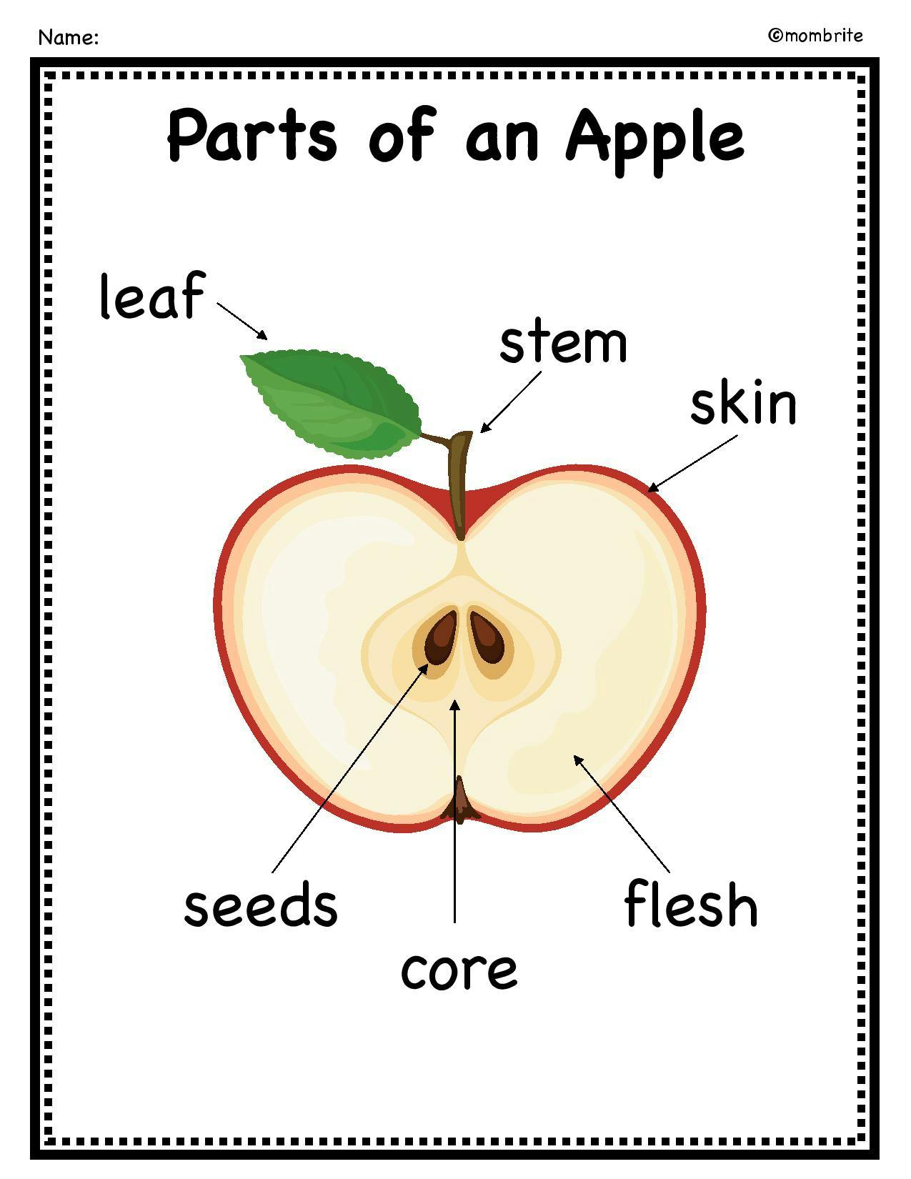 Free Parts of an Apple Worksheet With Regard To Parts Of An Apple Worksheet