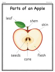 Free Parts Of An Apple Worksheet
