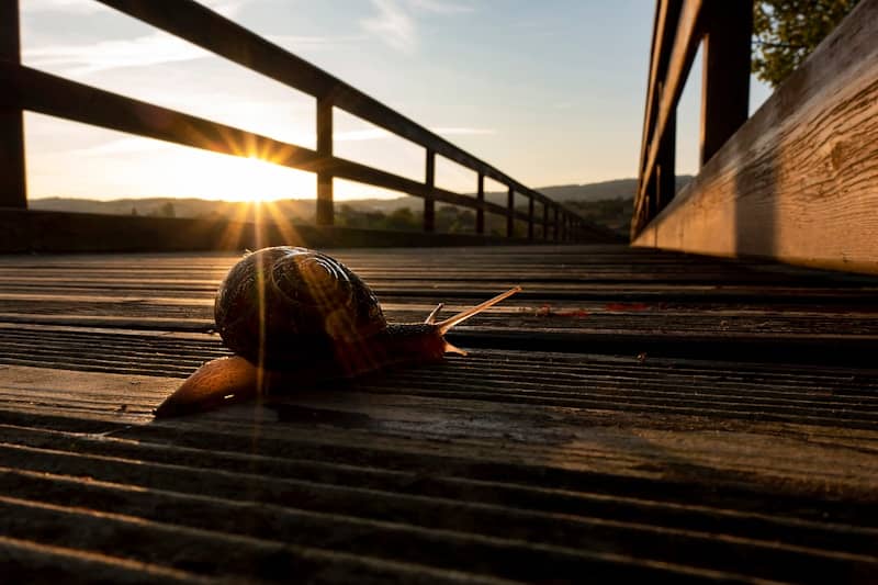 Snail on a wooden bridge at sunset.
