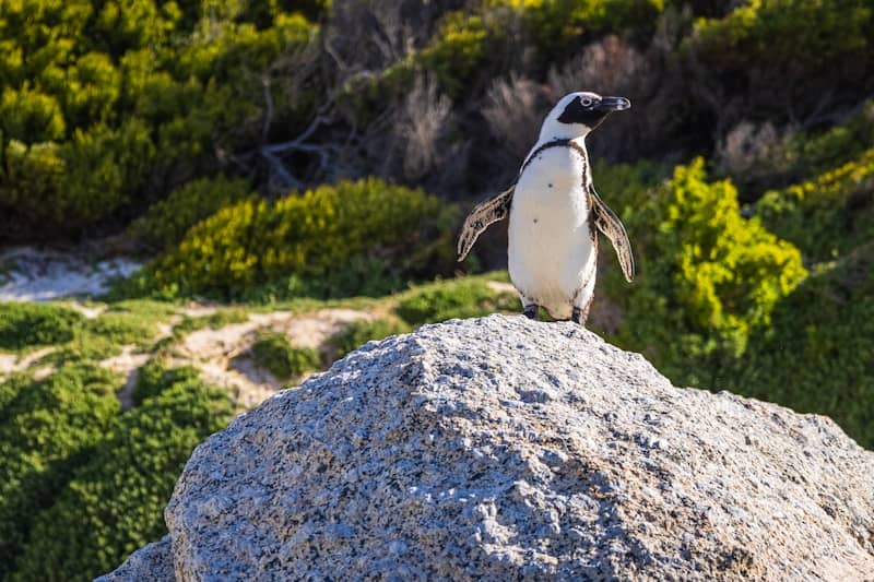 A penguin standing on top of a boulder