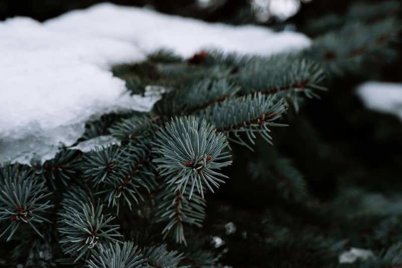 Close-up of a snow-covered pine branch in winter.