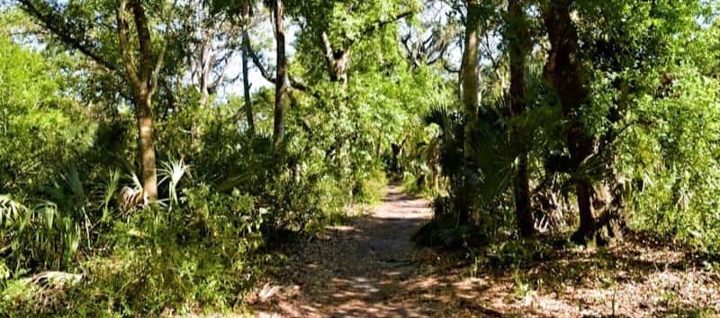 A dirt path winds through a lush forest.