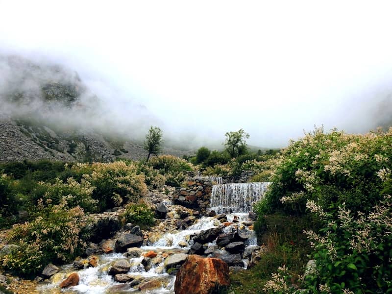 A river running through a lush green forest