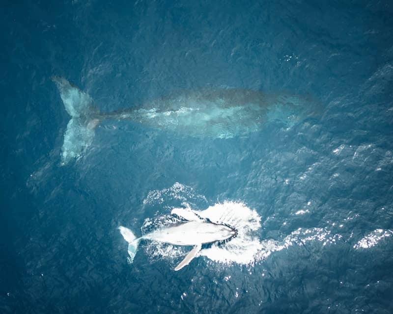 A large gray whale swimming in the ocean