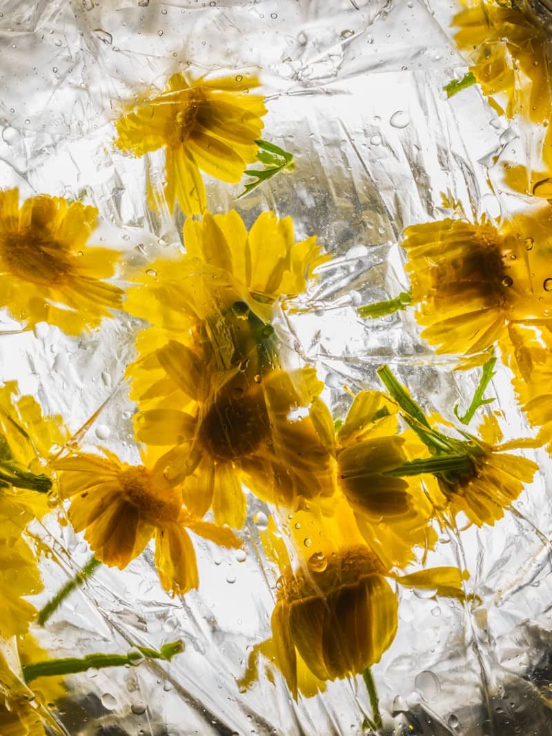 Yellow flowers frozen in ice with air bubbles.