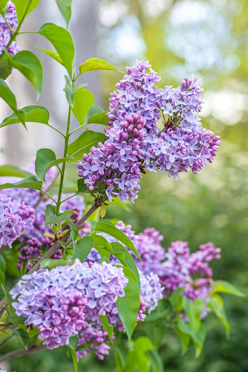 Purple lilac flowers blooming on a bush