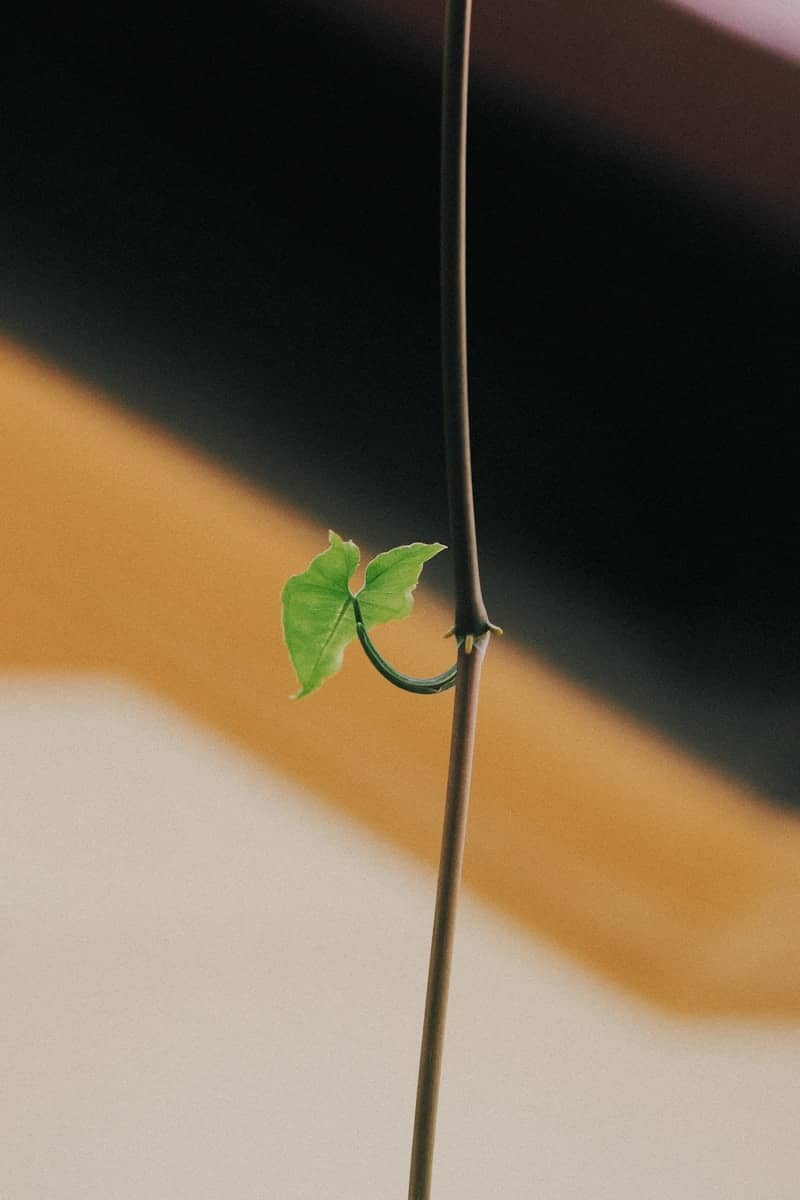 A small green leaf clings to a dark stem.