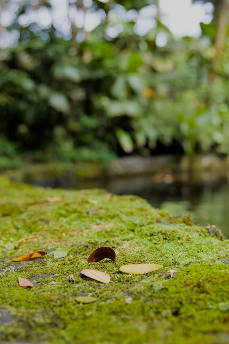 A close up of a moss covered wall
