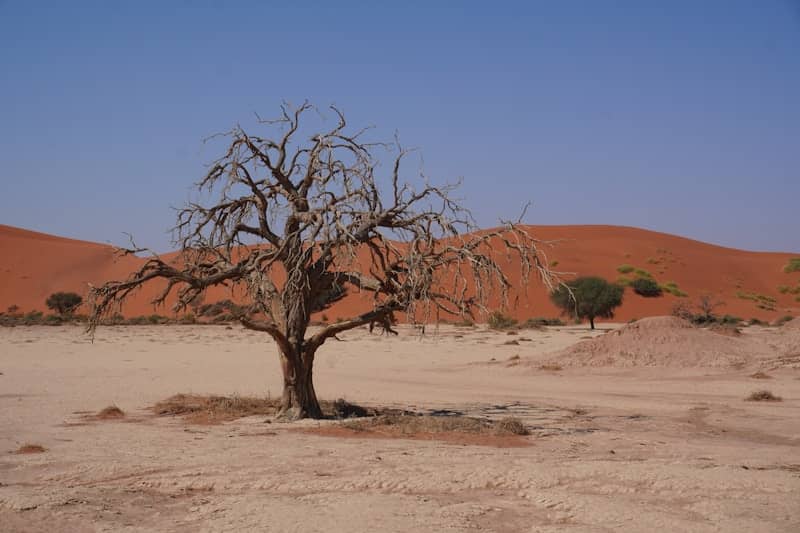 A bare tree in the middle of a desert