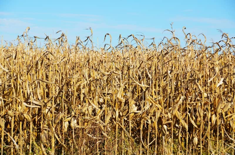 Dry corn stalks under a clear blue sky
