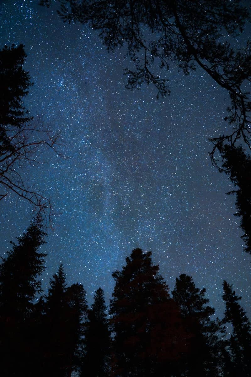 The night sky is filled with stars and trees