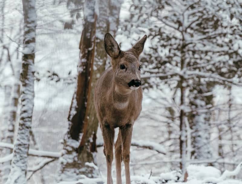 A deer standing in the snow in a wooded area