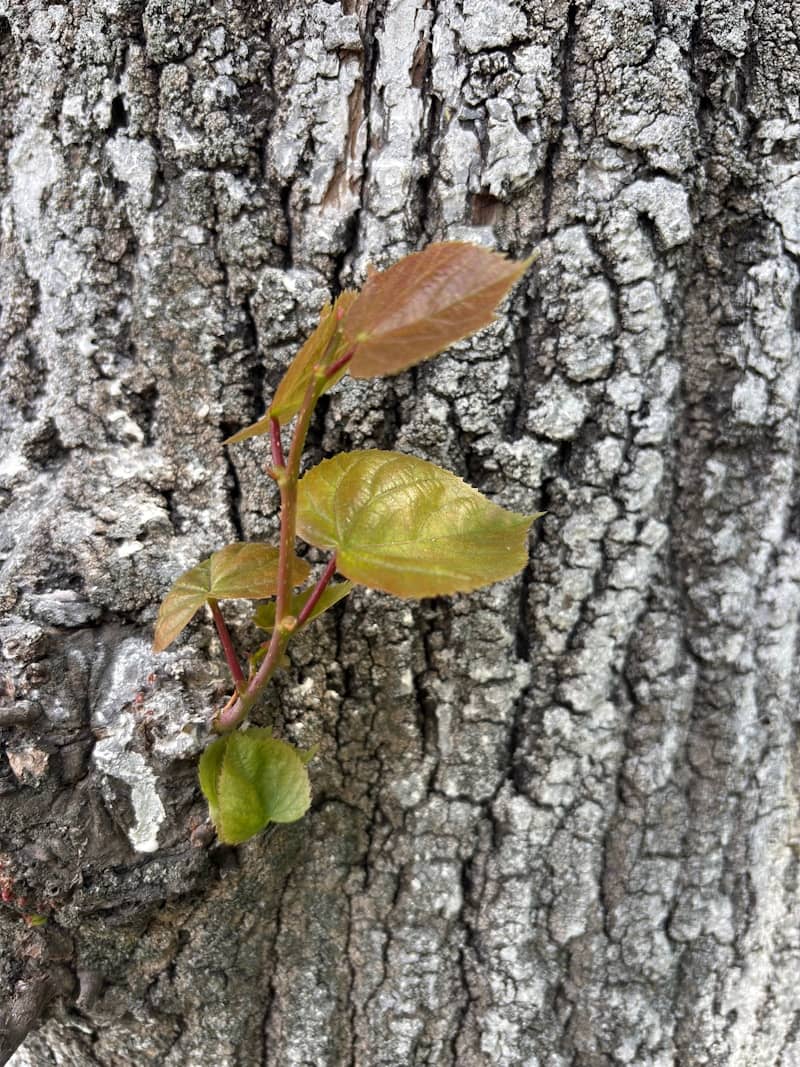 New leaves sprout from the rough tree bark.