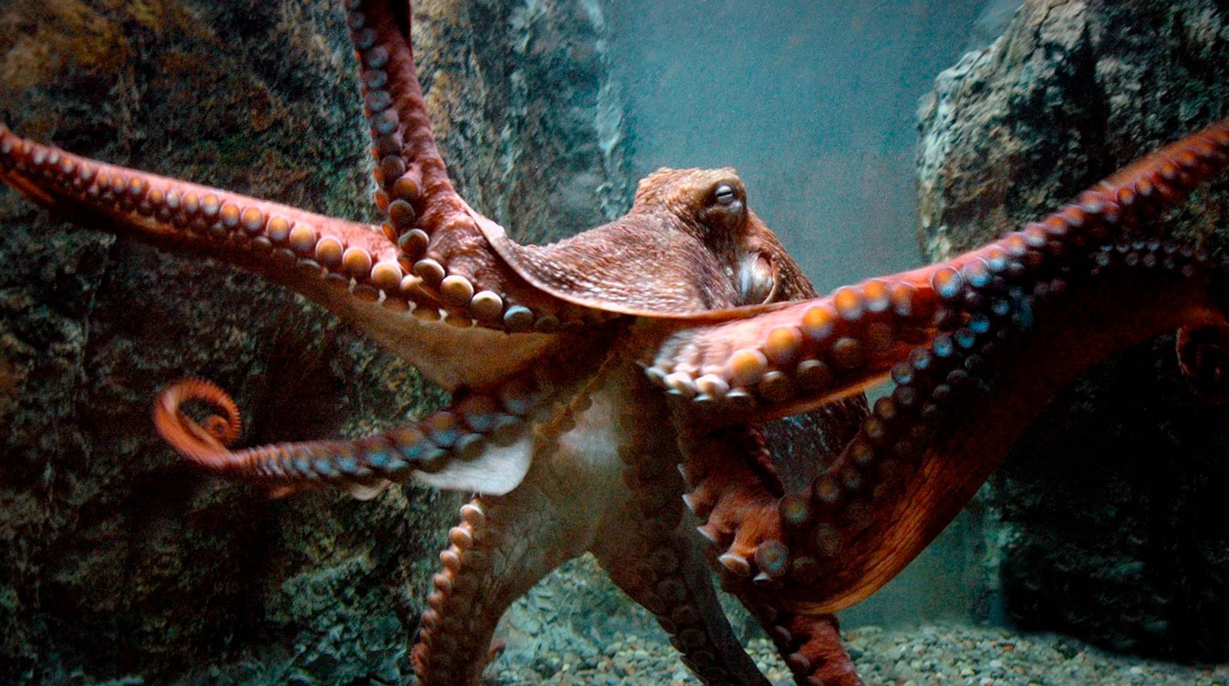 Octopus