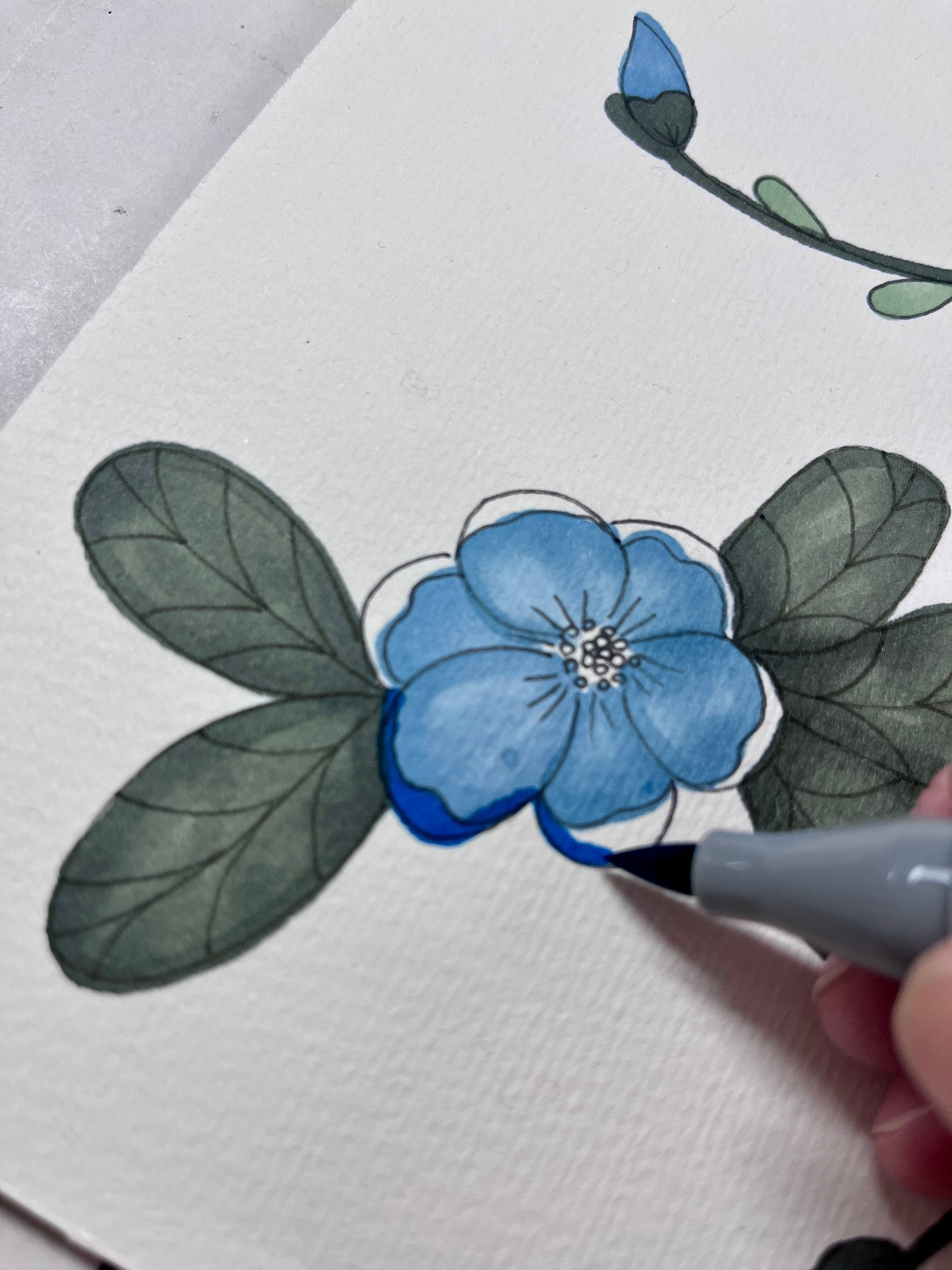 Blåklintsblå blomma med grågröna blad i tusch