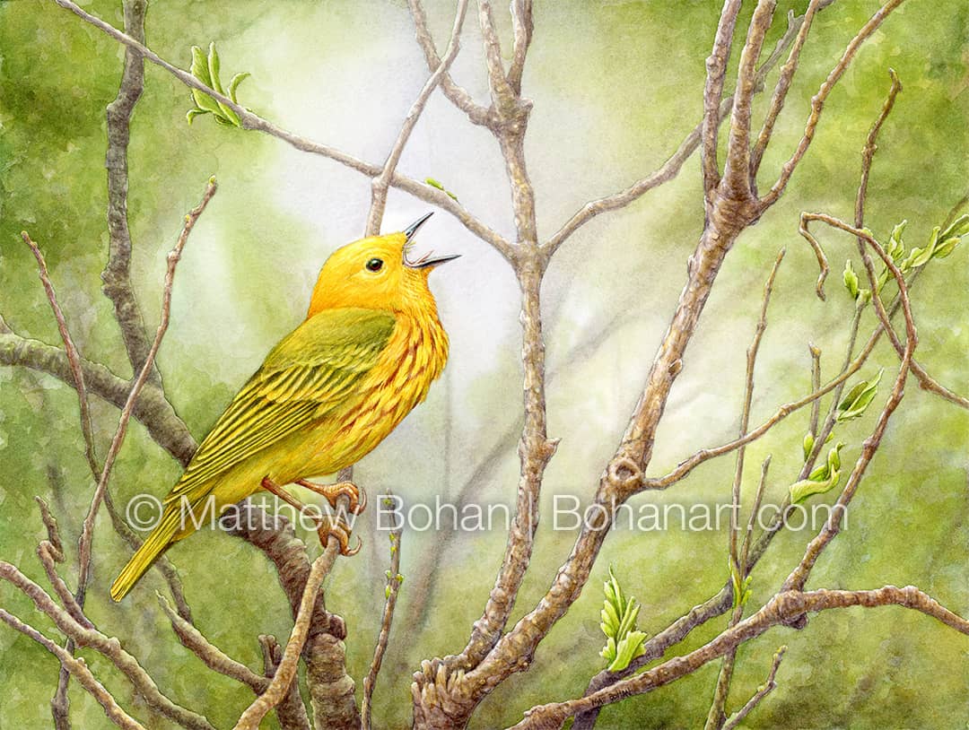 Male Yellow Warbler Singing