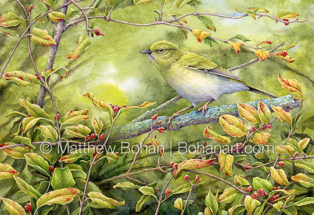 Camouflage vs. Contrast: Challenges in Painting a Fall Tennessee Warbler