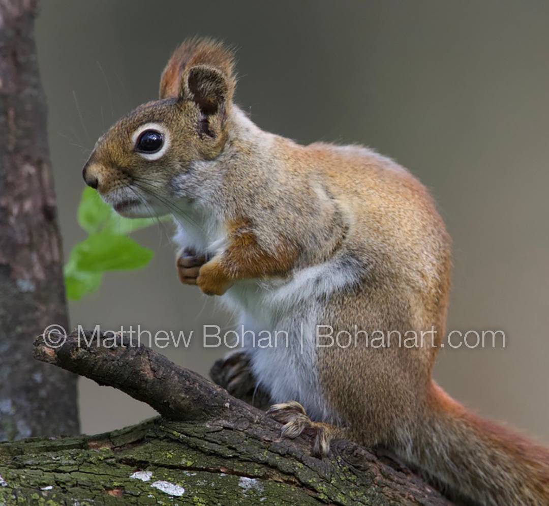 Red Squirrel © Matthew Bohan