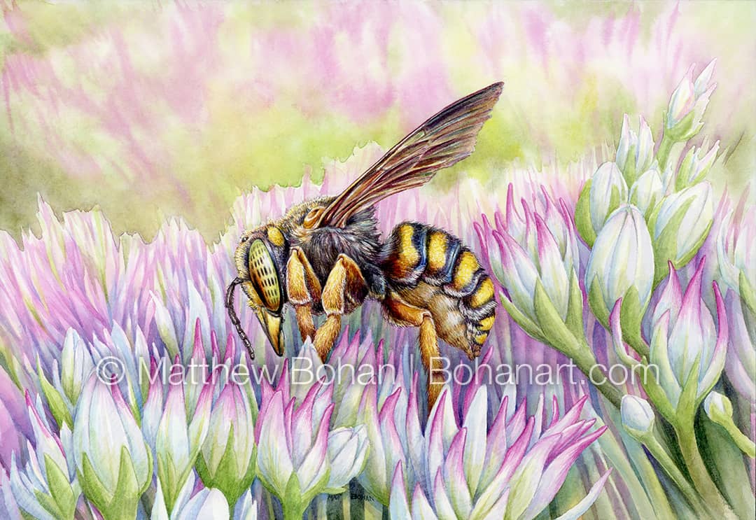 Oblong Wool Carder Bee in Watercolor
