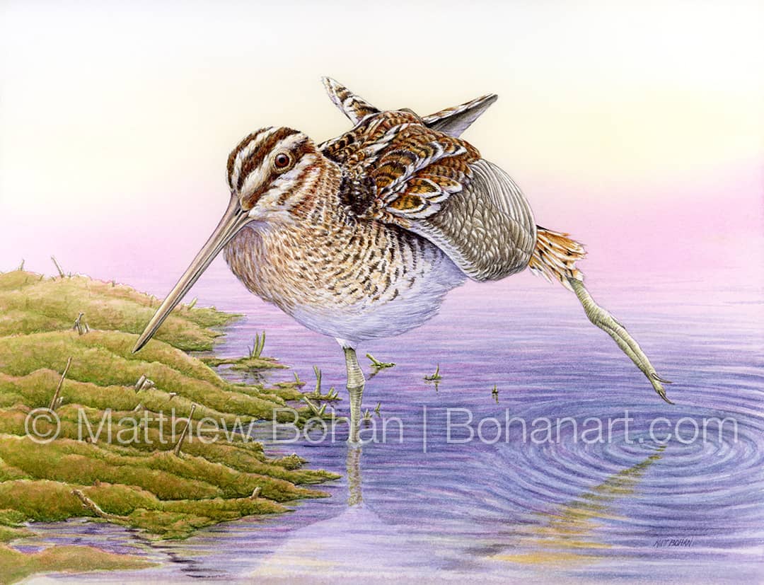 Stretching Wilson’s Snipe Transparent Watercolor