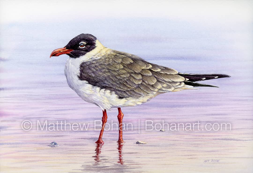Laughing Gull by Matthew Bohan