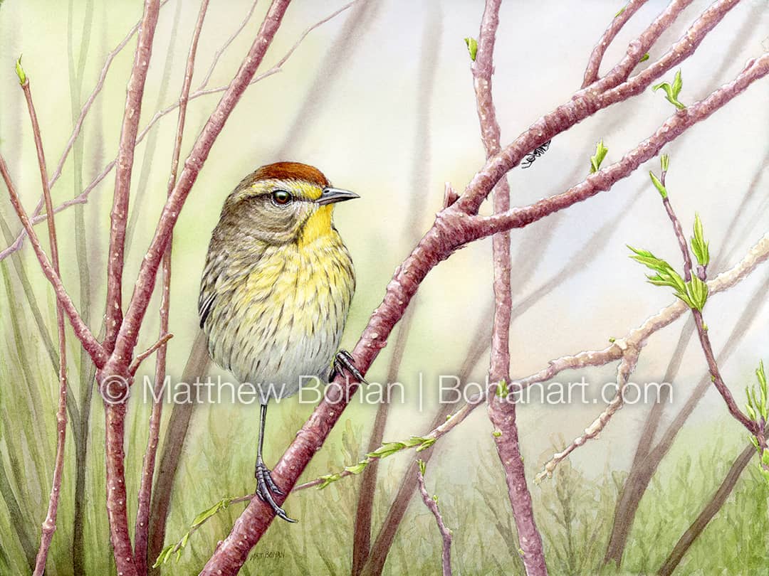 Palm Warbler and Ant Transparent Watercolor