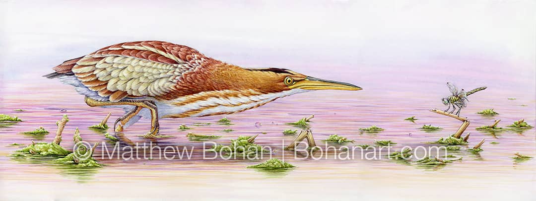 Least Bittern and Female Blue Dasher: A Winter Watercolor