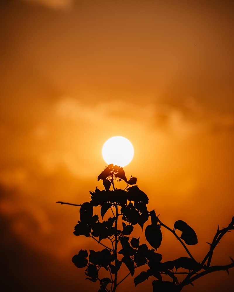Sunset silhouette of a plant against the sun.