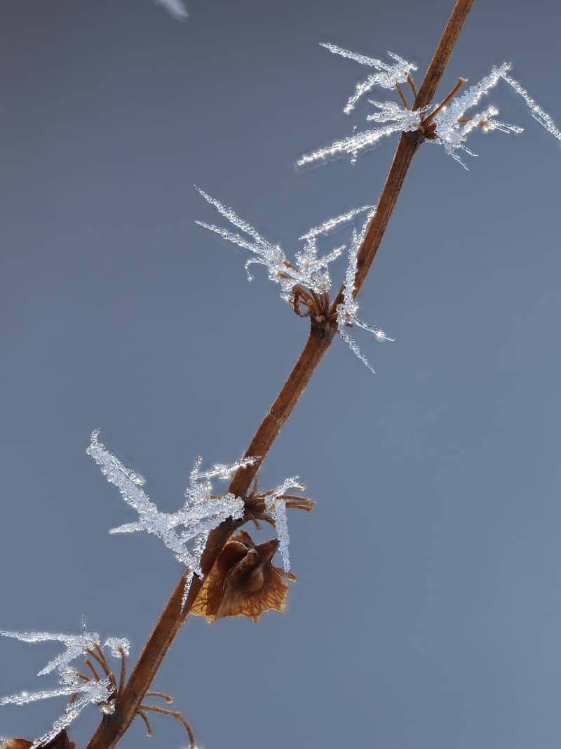 Frost crystals on a dry plant stem
