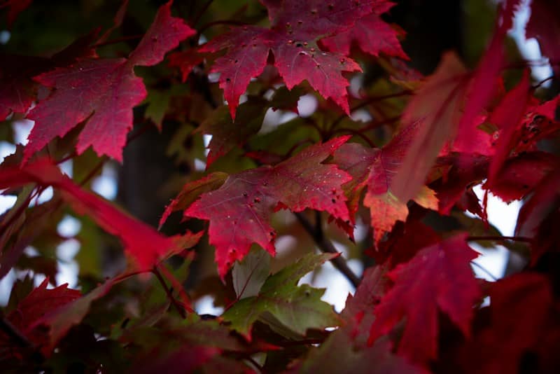 Vibrant red maple leaves with green undertones on branches in autumn