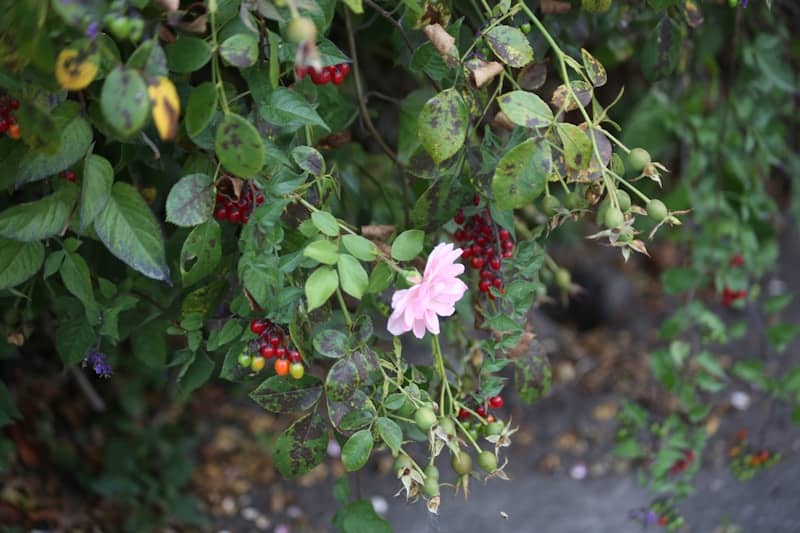 A single pink rose blooming among green leaves and clusters of red berries