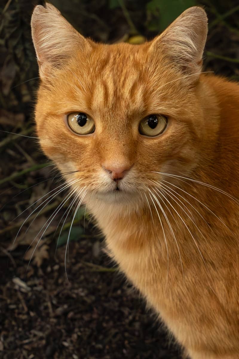 Close-up of an orange tabby cat's face.