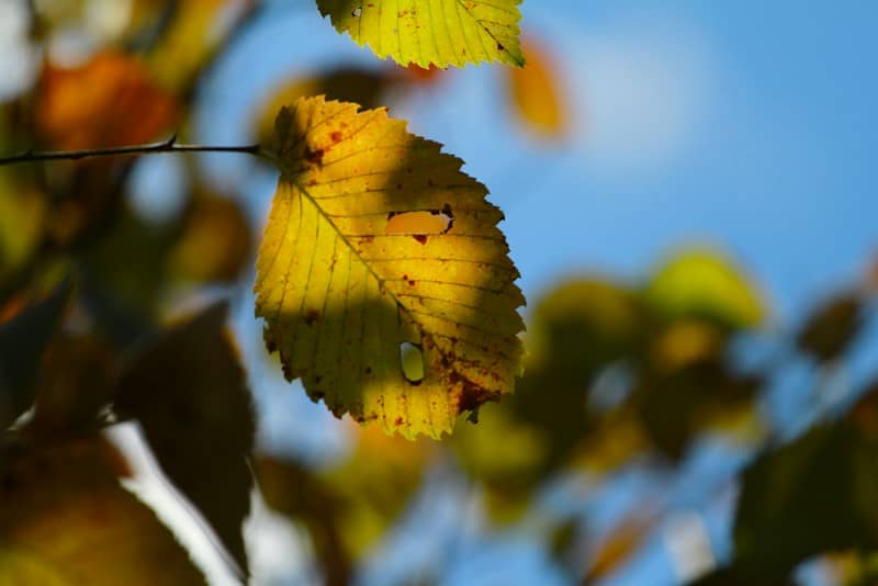 A yellow autumn leaf with small holes against a bright blue sky