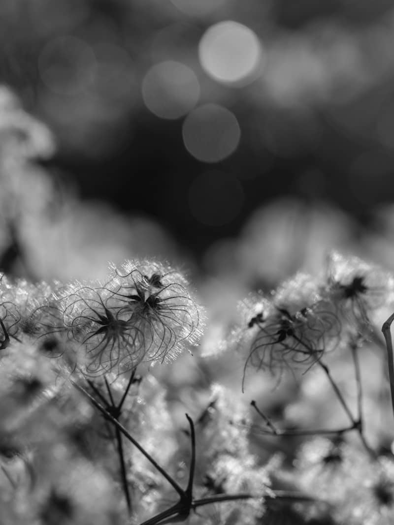 Fluffy flower seed heads with bokeh background.